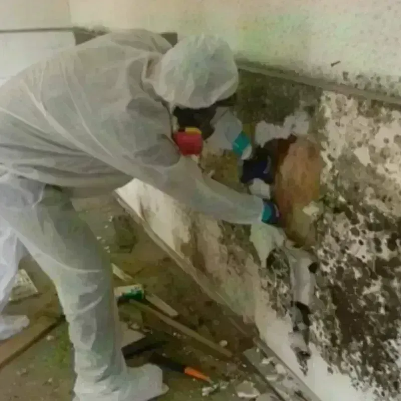 Mold Remediation and Removal in La Luisa, PR